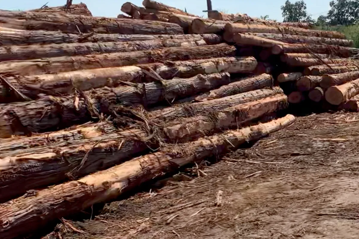 The mill's cedar log deck in full sun: long raw cedar logs, bark still on and ends fresh cut, stacked in a deep pile on bare ground strewn with bark.