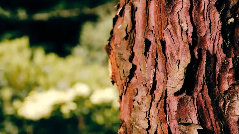 A closeup of the bark of an incense cedar wood tree, used for the luxury log cabins at Sierra Log & Timber 11zon (1)